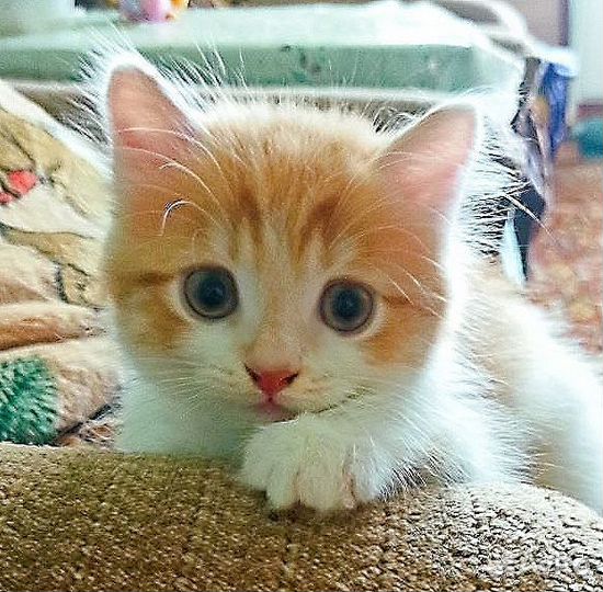 Котёнок турецкой ангоры