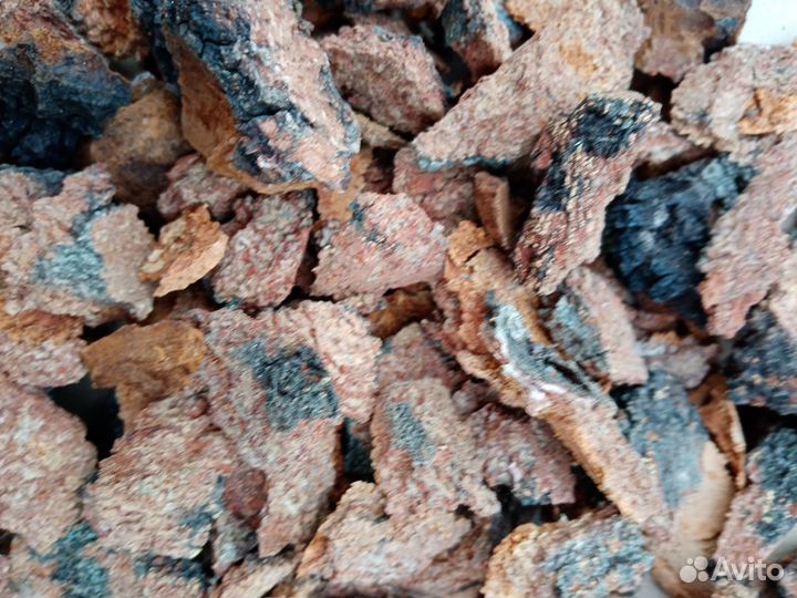 Чага березовая (трутовик скошенный)