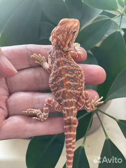 Бородатая агама малыши