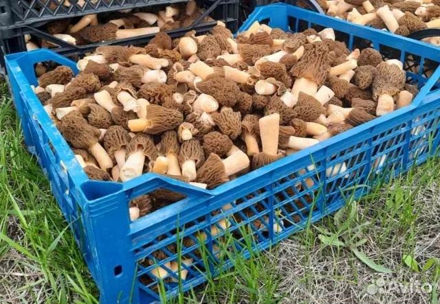 Сморчки и сморчковая шапочка, земляника, лисички