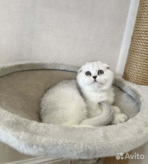 Шотландская шиншилловая вислоухая