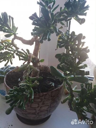 Крассула Голлум толстянка