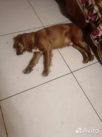 Кокер спаниель