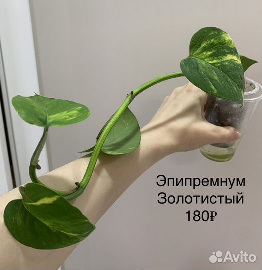 Сингониум Т-25, филодендрон, традесканция и т.д