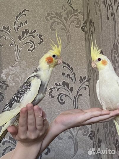 Супер ручные птенцы Корелл