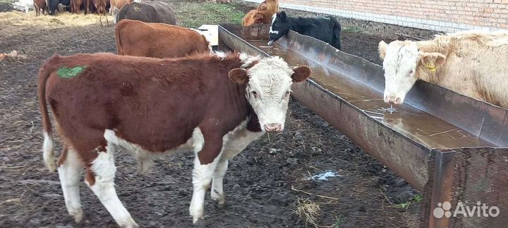 Телята бычки на откорм
