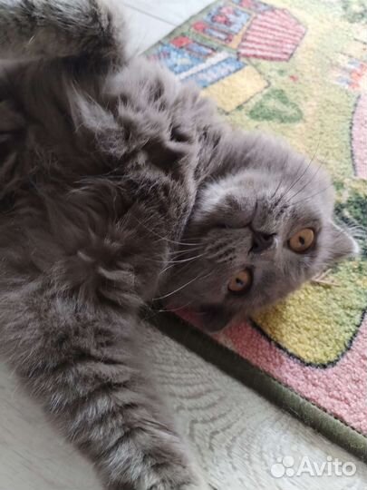 Британский вислоухий кот