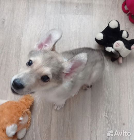 Щенки в добрые руки