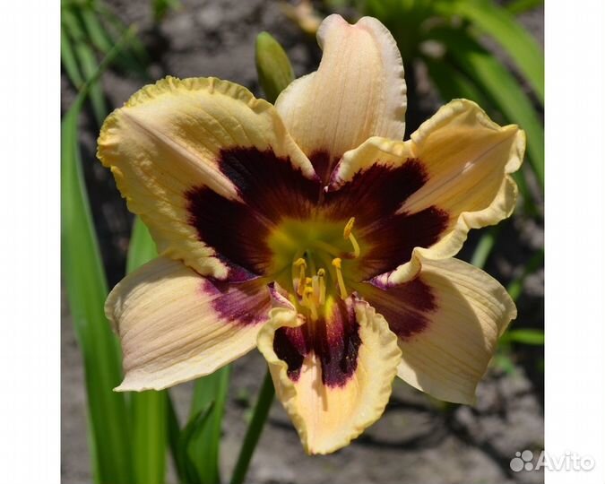 Лилейник Moonlit Masquerade