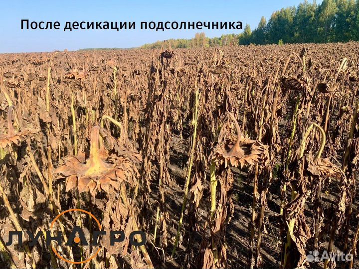 Обработка, опрыскивание полей дронами. Десикация
