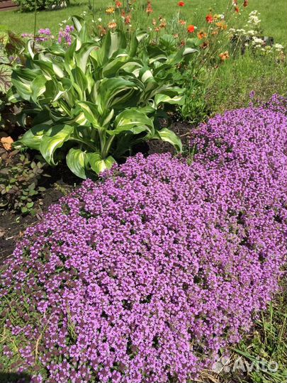 Почвопокровники: тимьян, армерия, седум