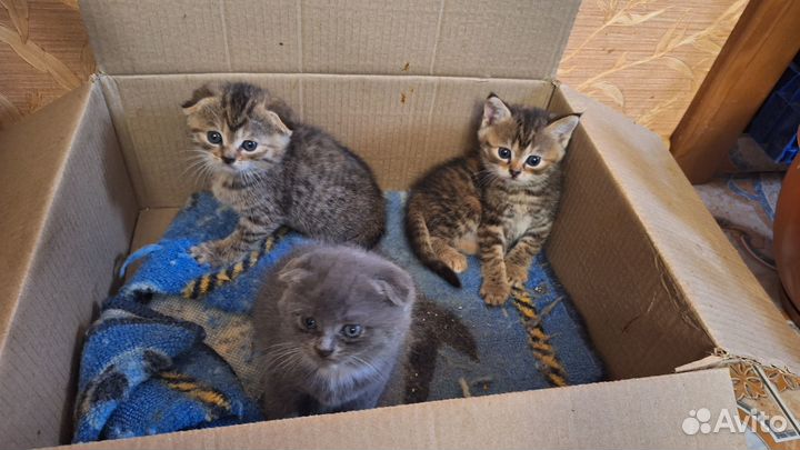 Котята отдам в добрые руки бесплатно
