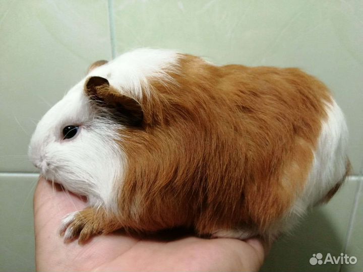 Морские свинки малыши