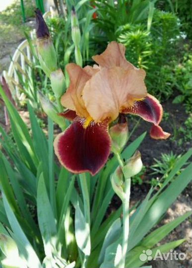 Ирис коричневый