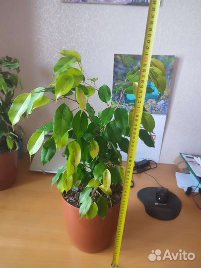 Фикус Бенджамина