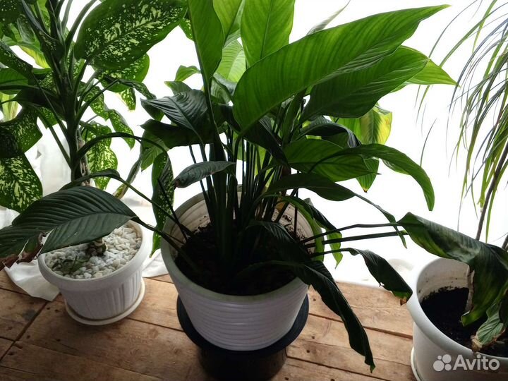 Диффенбахия, спатифилиум