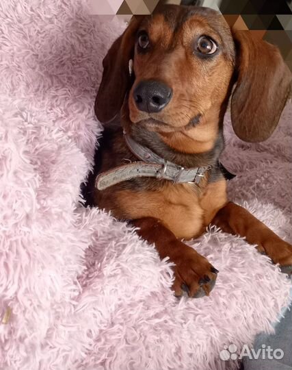 Вязка кабель, карликовая такса