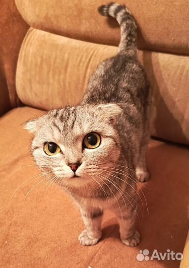 Шотландская кошка