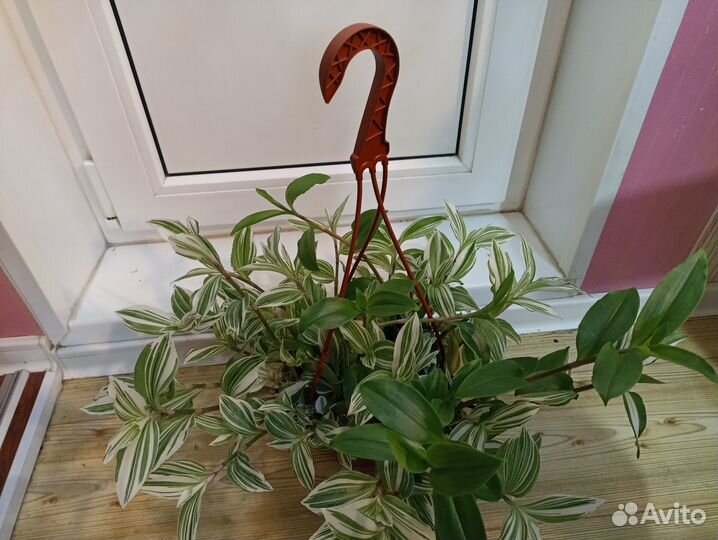 Традесканция розовая в подвесном горшке