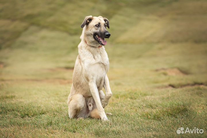 Вайт в добрые руки