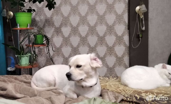 Маленький дворняга