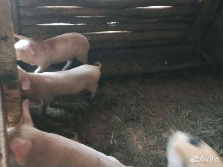 Поросята 1 месяц и 2 недели