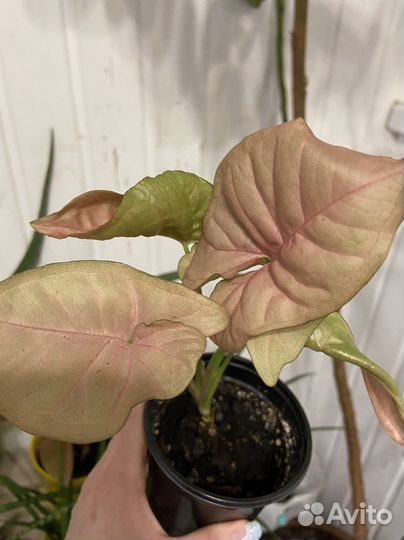 Сингониум неон робуста