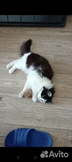 Кошечка в добрые руки