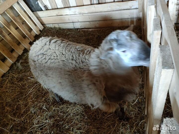 Катумские овцы бараны