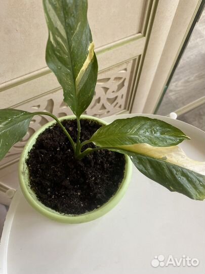 Спатифиллум домино