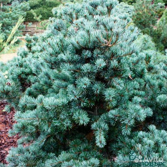 Сосна мелкоцветная negishi