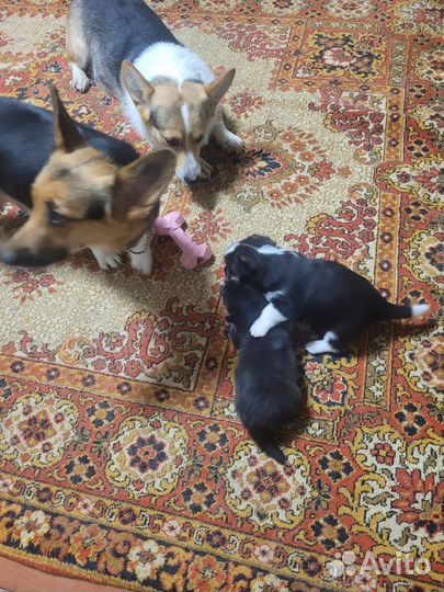 Продам щенков