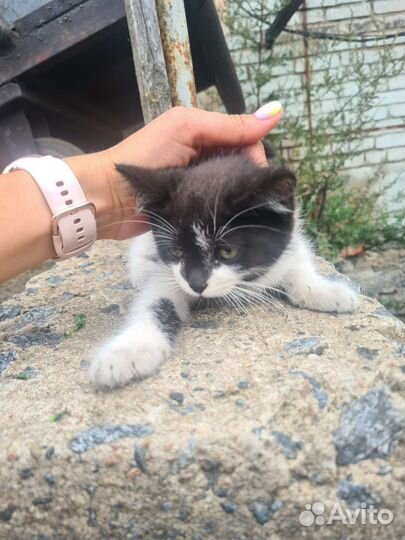 Красивые котята