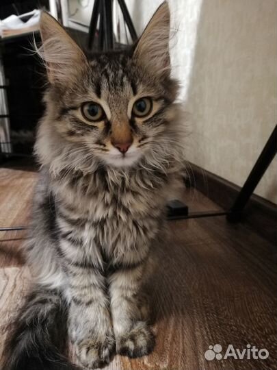 Отдам в добрые руки котики