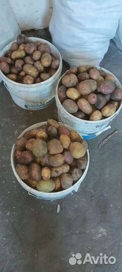 Семенной картофель