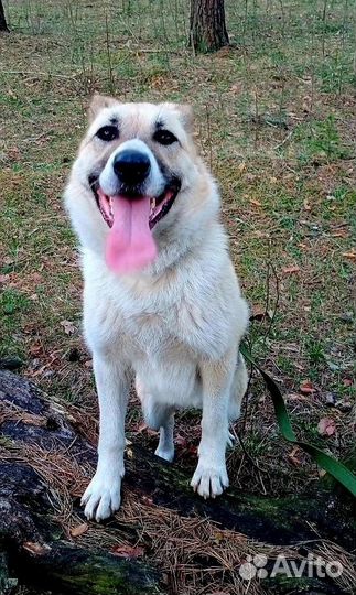 Собаке очень нужен дом