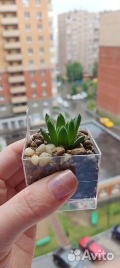 Гибриды хавортий сеянцы домашнего опыления