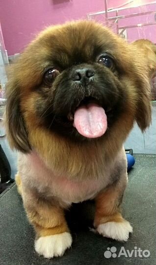 Груминг.Стрижка собак и кошек