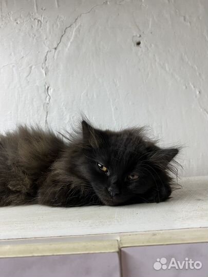 Британская кот