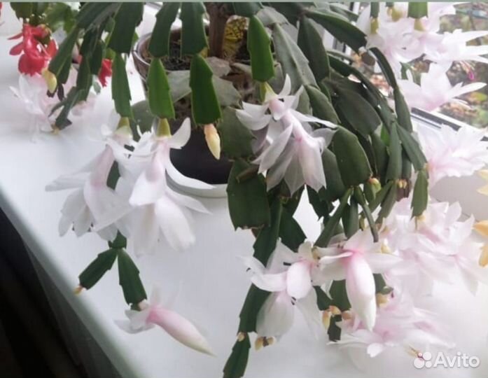 Декабрист сортовой красный и белый