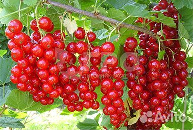 Красная смородина