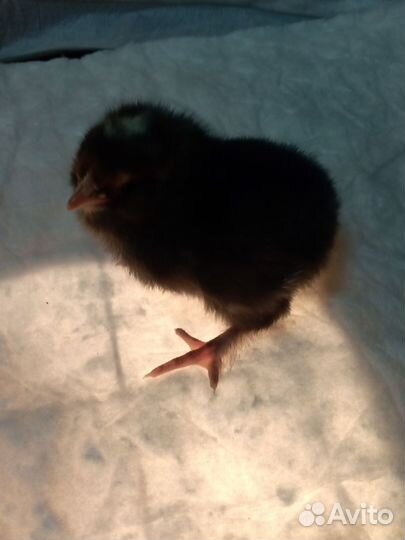 Цыплята мясо-яичные