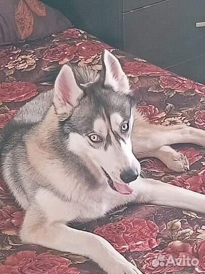 Носки вязаные ручной работы женские