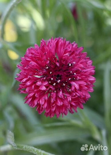 Василек красный(семена)