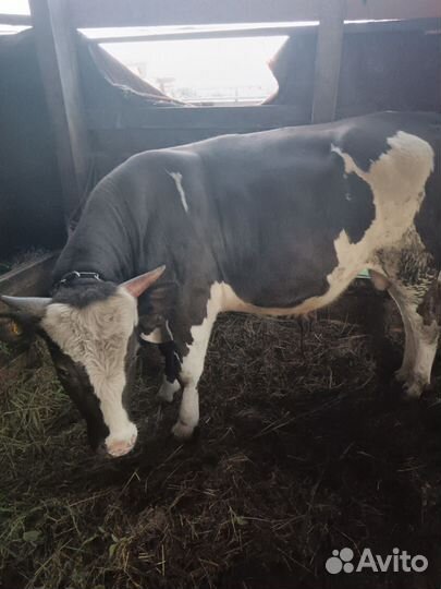Продам быков