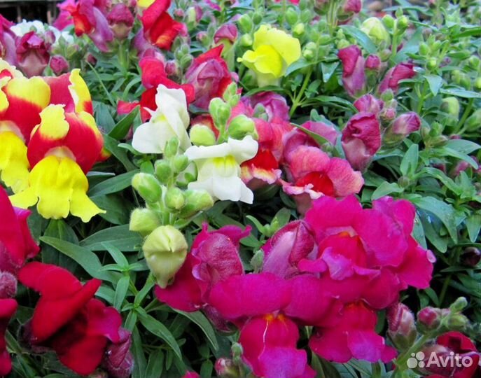 Семена для микрозелени