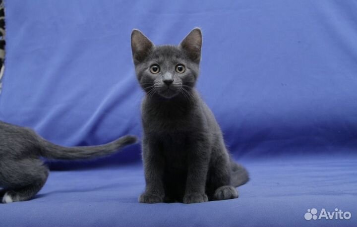 Котенок 2 месяца