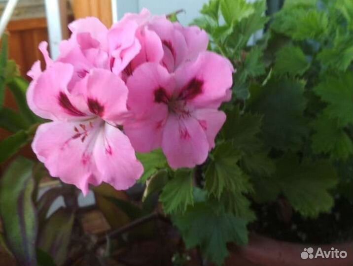 Пеларгония герань Королевская