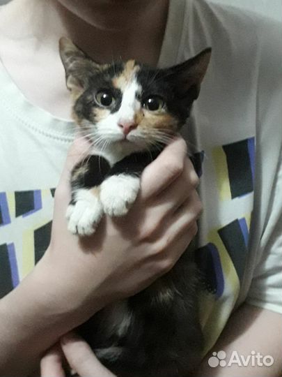 Котятки девочки