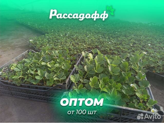 Рассада клубники. Элитные сорта